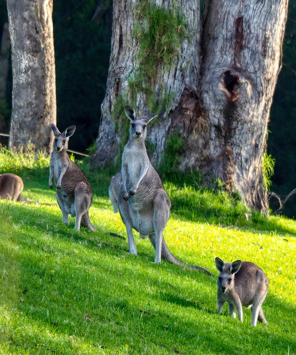 Kangaroo Valley