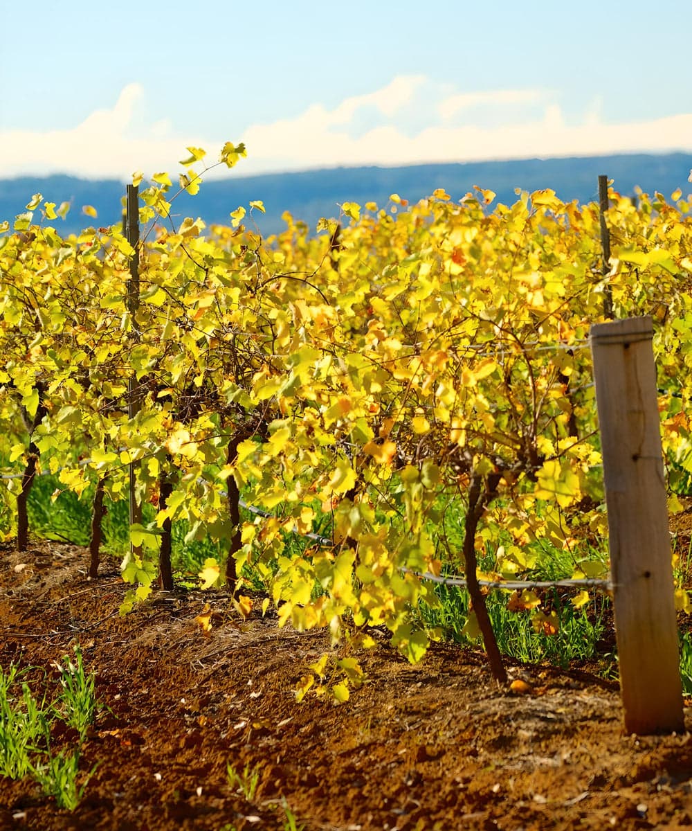 Lower Hunter wine region